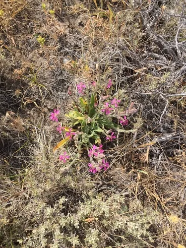sticky catchfly