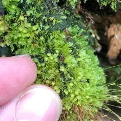 Tetraphis Moss thumbnail 2