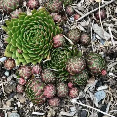 Rolling Hen-and-chicks thumbnail 2