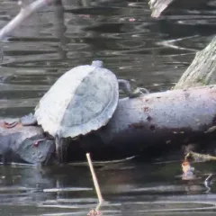 False Map Turtle thumbnail 2