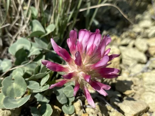 Owyhee clover