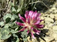 Owyhee clover thumbnail 1
