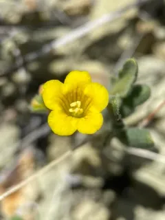 yellow phacelia thumbnail 1