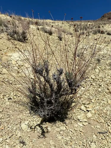 False Naked Buckwheat