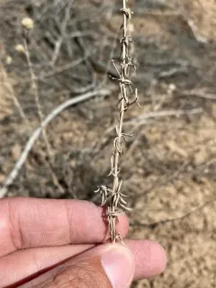 Monardella angustifolia thumbnail 1