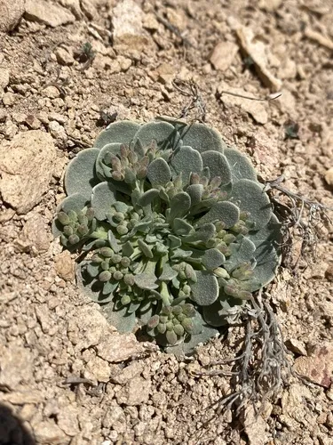 Chambers' twinpod