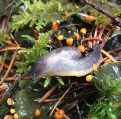 Dromedary Jumping-slug thumbnail 2