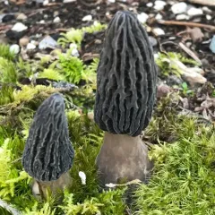 Landscaping Black Morel thumbnail 4
