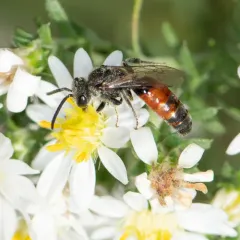 Davis's Cuckoo Sweat Bee thumbnail 1
