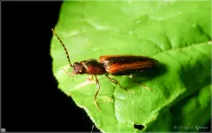 Red-fronted Click Beetle thumbnail 2