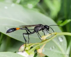 Ammophila urnaria thumbnail 4