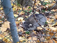 Morbillivirus Canine Distemper Virus thumbnail 2
