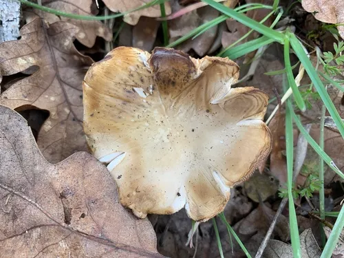 Melanoleuca arcuata