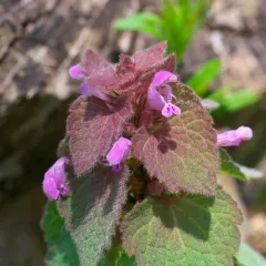 red deadnettle thumbnail 3