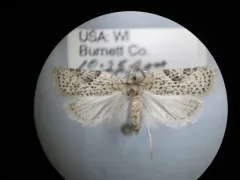Acleris negundana thumbnail 2