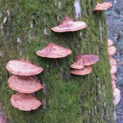 Mustard Yellow Polypore thumbnail 3