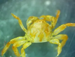 Grooved Mussel Crab thumbnail 2
