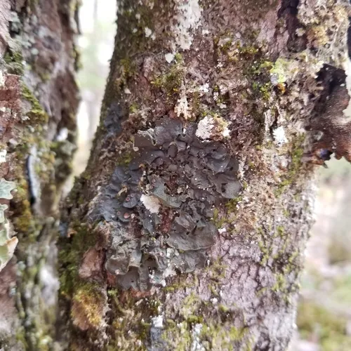 Jelly Lichen