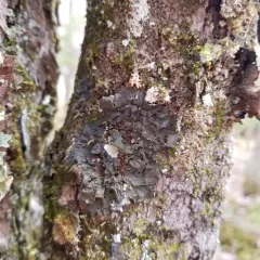 Jelly Lichen thumbnail 1