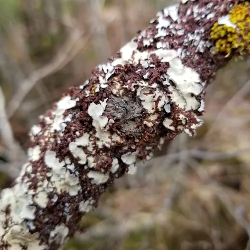 Foliose Shingle Lichen