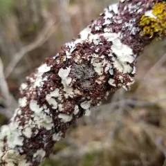 Foliose Shingle Lichen thumbnail 1
