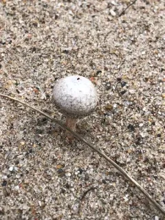 Winter Stalk-puffball thumbnail 2