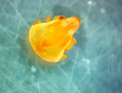 Butterfly King Crab thumbnail 2