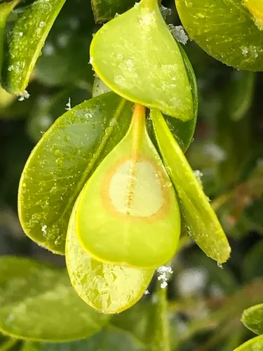 Boxwood Blight