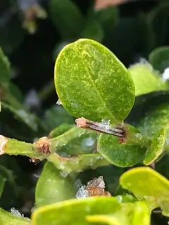 Boxwood Mite thumbnail 3