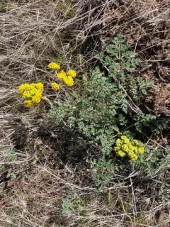 Donnell's Biscuitroot thumbnail 2