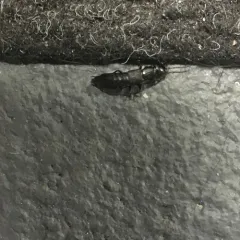 Tasgius ater thumbnail 4