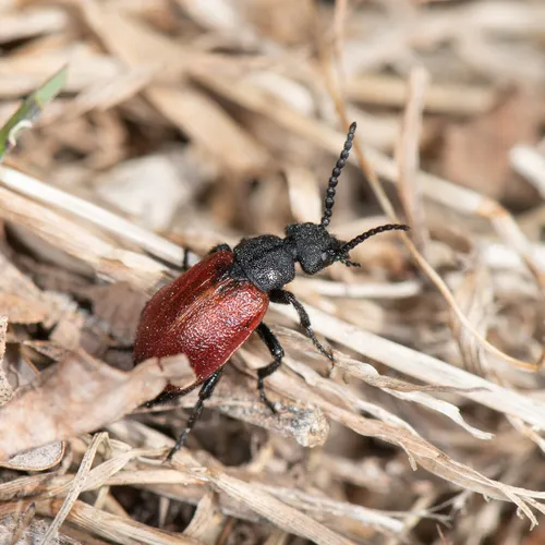Blood-winged Blister Beetle