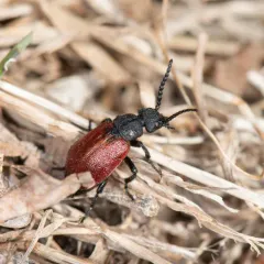 Blood-winged Blister Beetle thumbnail 1