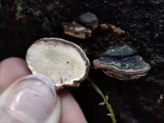 Heterobasidion occidentale thumbnail 3