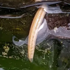 Ophelina acuminata thumbnail 2