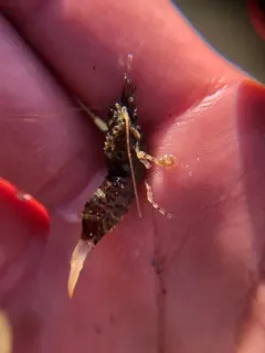 Barred Shrimp thumbnail 2