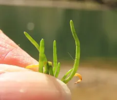 western grasswort thumbnail 2
