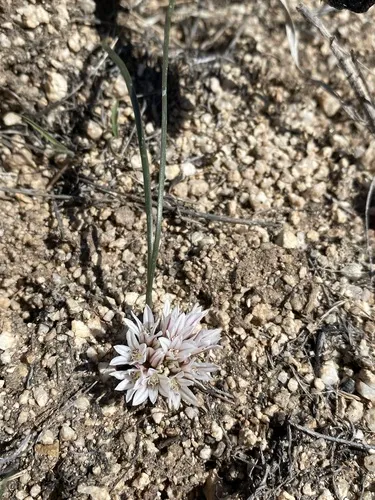 Simil Onion