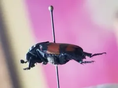 Lesser Vespillo Burying Beetle thumbnail 2