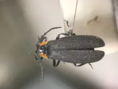 Plateros flavoscutellatus thumbnail 2