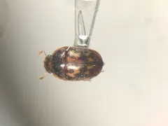 Cryptarcha strigatula thumbnail 4