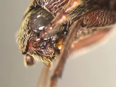 Melanotus sagittarius thumbnail 2
