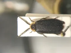 Branched Polly thumbnail 3