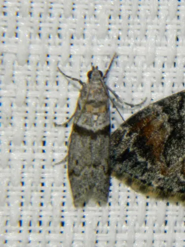 Myelopsis minutulella