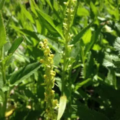 Slender Bog Orchid thumbnail 2
