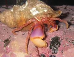 Purple Hermit thumbnail 3