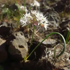 Rock Onion thumbnail 2