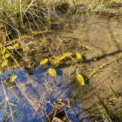 floating-leaved pondweed thumbnail 3