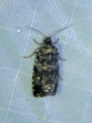 Phiaris turfosana