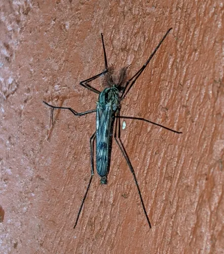 Eucorethra underwoodi